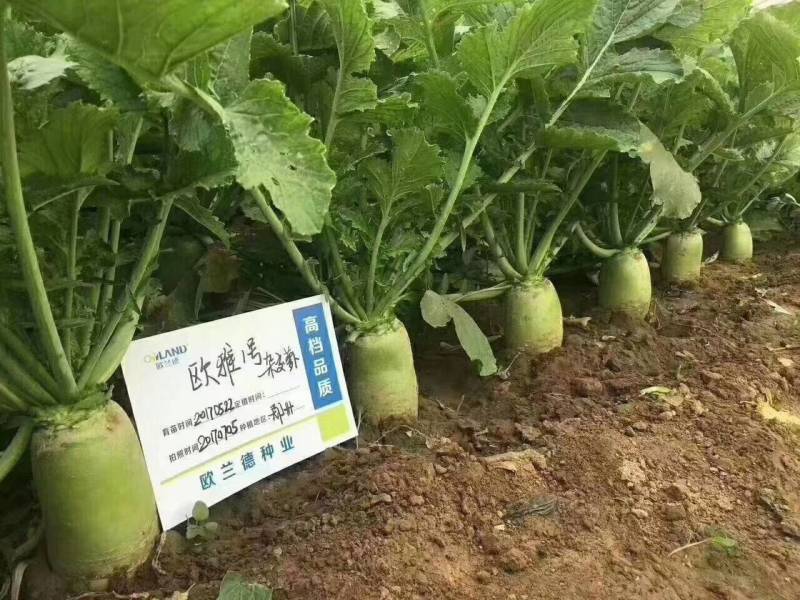 欧雅一号萝卜种子欧雅1号夏季耐热耐抽苔抗热越夏杂交萝卜