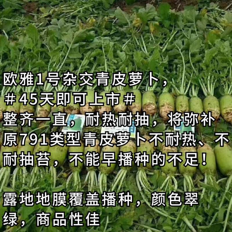 欧雅一号萝卜种子欧雅1号夏季耐热耐抽苔抗热越夏杂交萝卜
