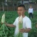 欧雅一号萝卜种子欧雅1号夏季耐热耐抽苔抗热越夏杂交萝卜