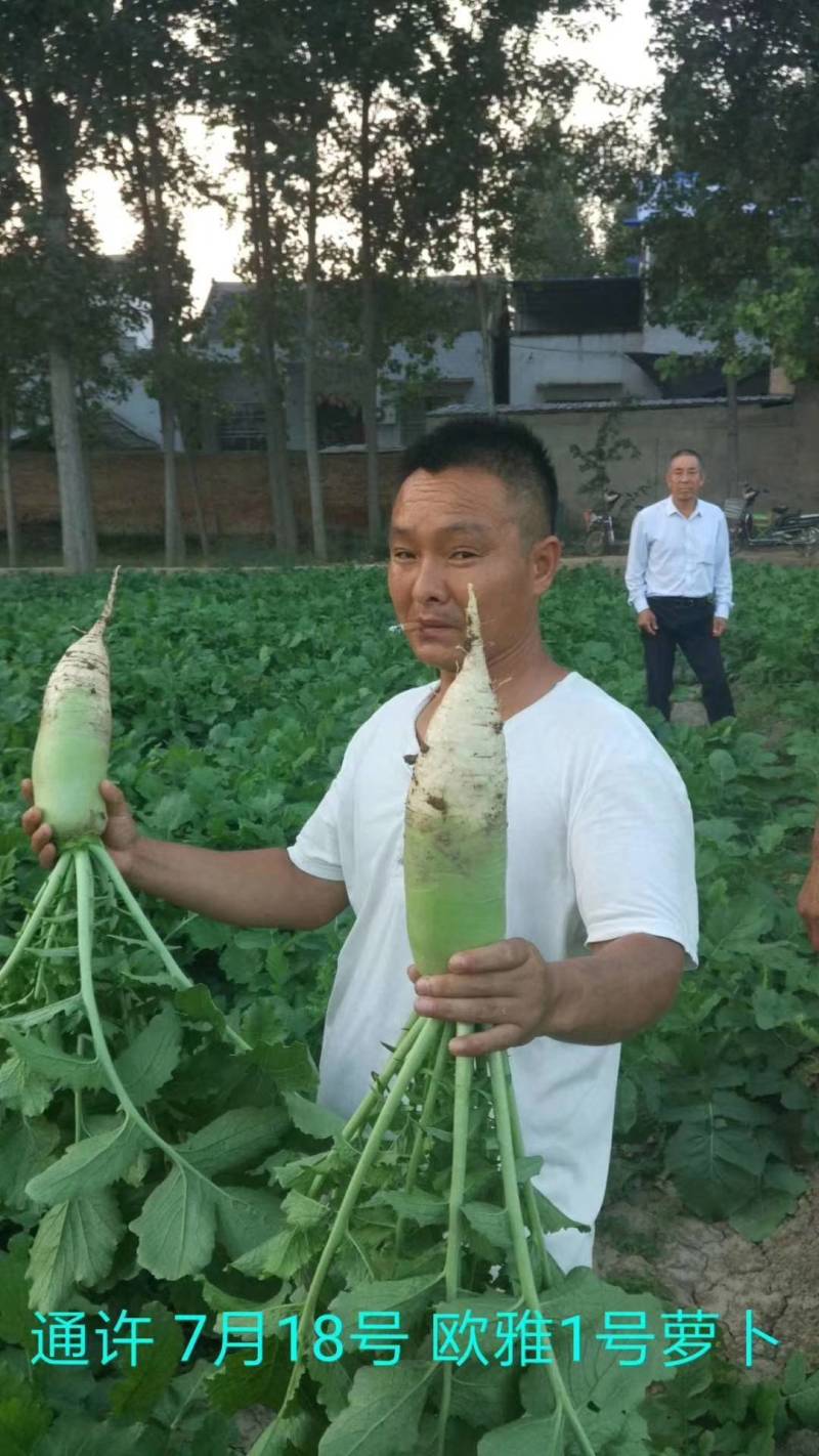 欧雅一号萝卜种子欧雅1号夏季耐热耐抽苔抗热越夏杂交萝卜