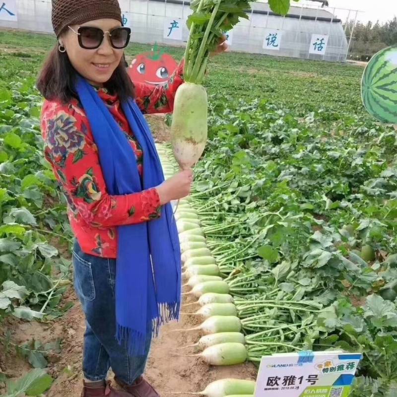 欧雅一号萝卜种子欧雅1号夏季耐热耐抽苔抗热越夏杂交萝卜