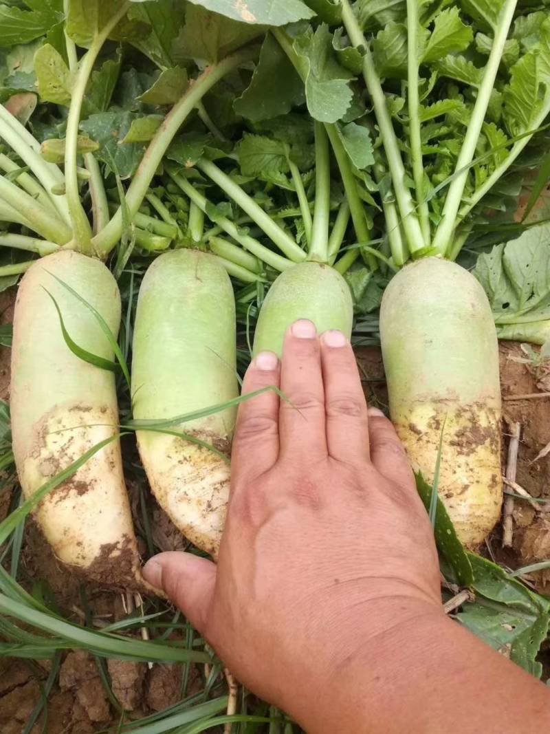 欧雅一号萝卜种子欧雅1号夏季耐热耐抽苔抗热越夏杂交萝卜