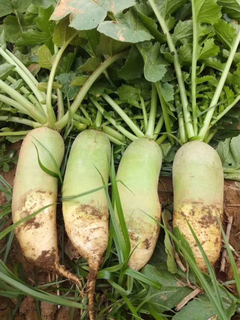 欧雅一号萝卜种子欧雅1号夏季耐热耐抽苔抗热越夏杂交萝卜