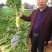 欧雅一号萝卜种子欧雅1号夏季耐热耐抽苔抗热越夏杂交萝卜