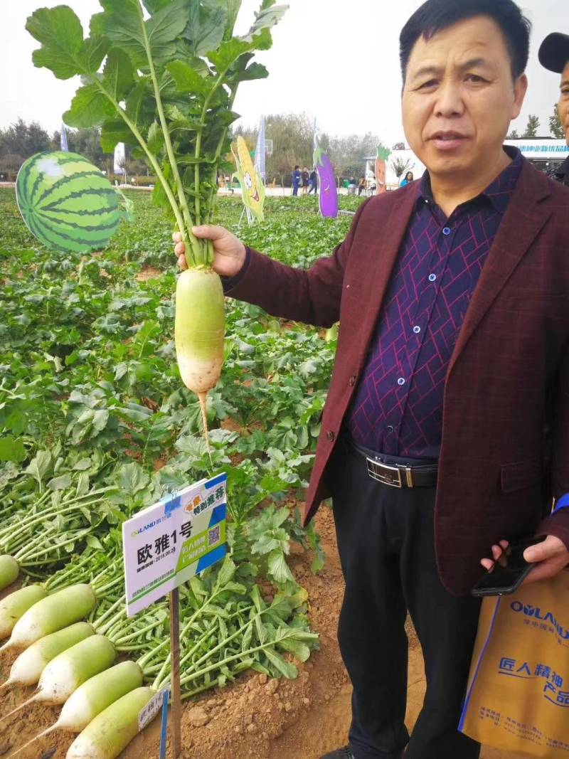 欧雅一号萝卜种子欧雅1号夏季耐热耐抽苔抗热越夏杂交萝卜