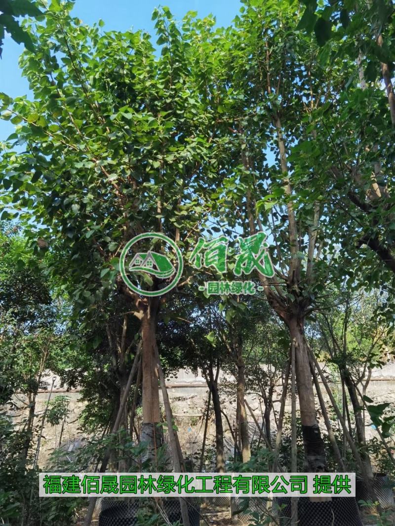 漳州菩提树批发价格、福建大量供应菩提榕、菩提树种植基地