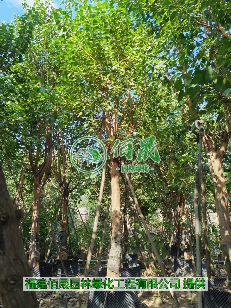 漳州菩提树批发价格、福建大量供应菩提榕、菩提树种植基地