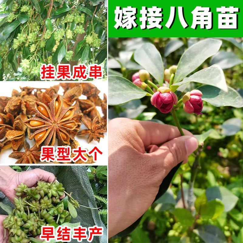 广西八角树苗嫁接八角苗高产大红茴香料大杯苗带土叶发货