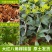 广西八角树苗嫁接八角苗高产大红茴香料大杯苗带土叶发货