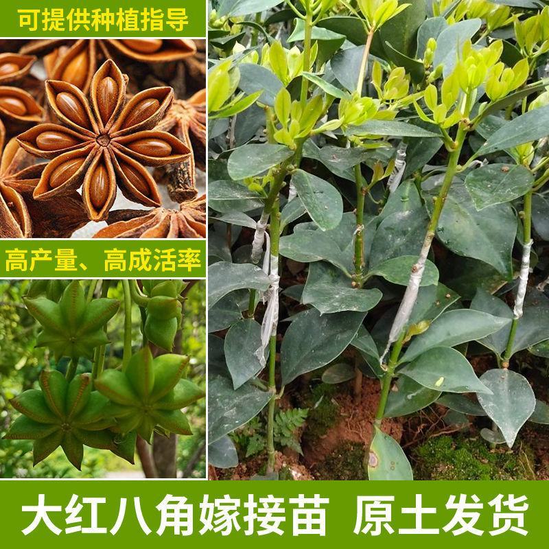广西八角树苗嫁接八角苗高产大红茴香料大杯苗带土叶发货
