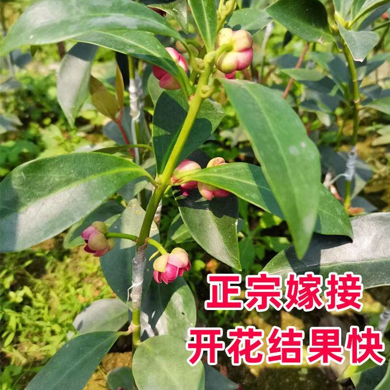 广西八角树苗嫁接八角苗高产大红茴香料大杯苗带土叶发货
