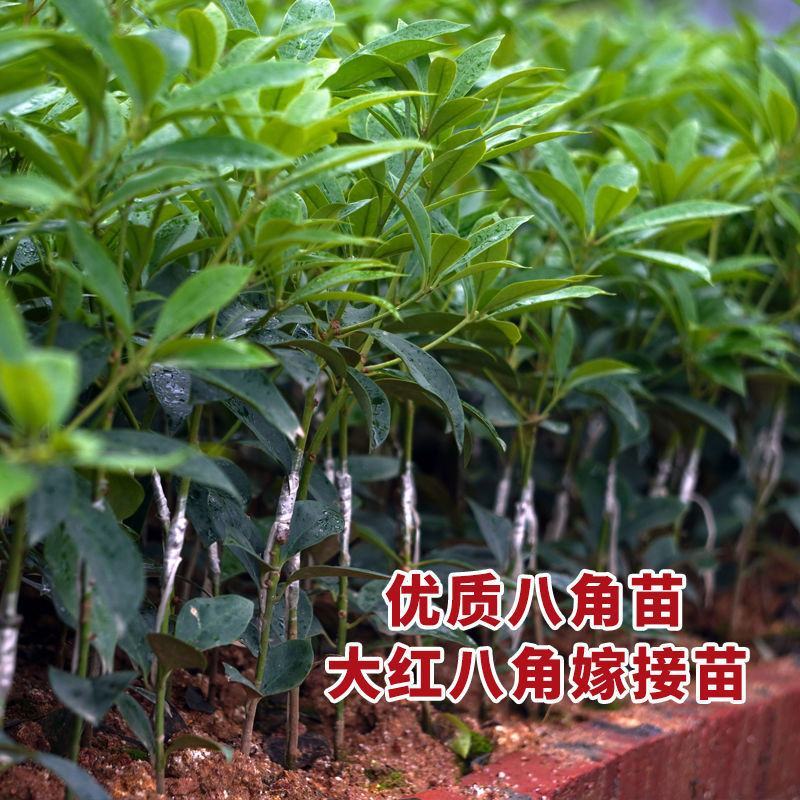 广西八角树苗嫁接八角苗高产大红茴香料大杯苗带土叶发货