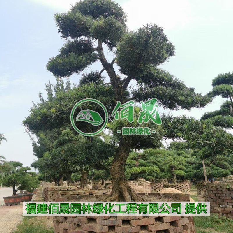 漳州罗汉松桩景批发价格、大量供应罗汉松桩景、罗汉松种植