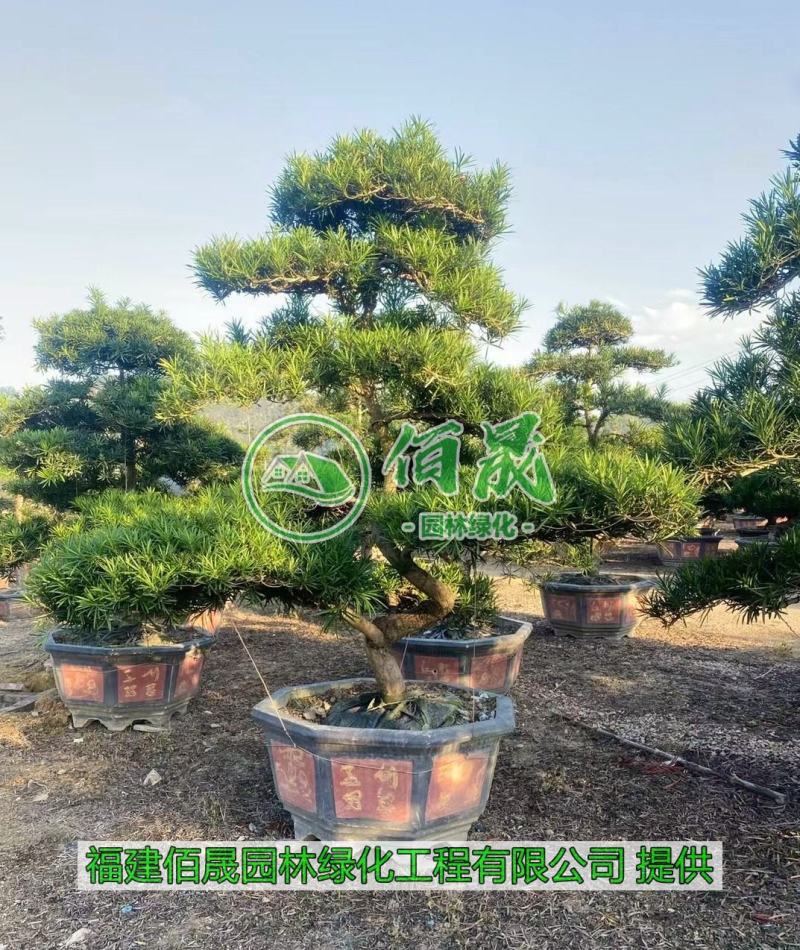 漳州罗汉松桩景批发价格、大量供应罗汉松桩景、罗汉松种植