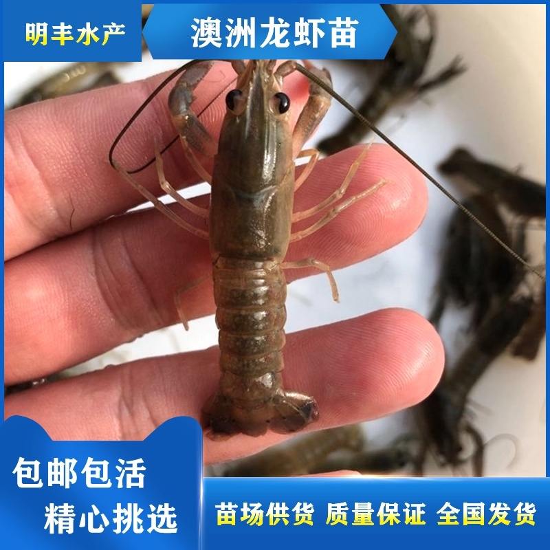 澳洲龙虾苗外塘养殖广东虾苗全国发货包邮包活售后