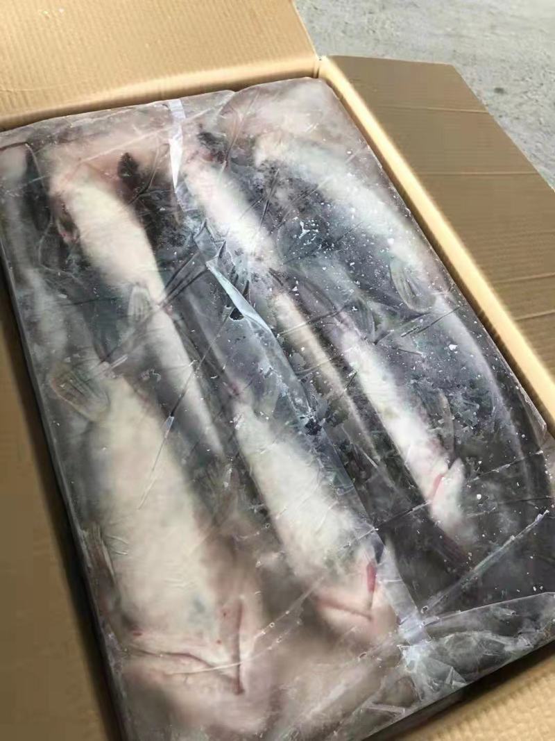条冻鲶鱼，活鱼加工，出口非洲，适合餐厅饭堂手货源