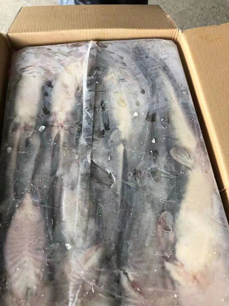 条冻鲶鱼，活鱼加工，出口非洲，适合餐厅饭堂手货源