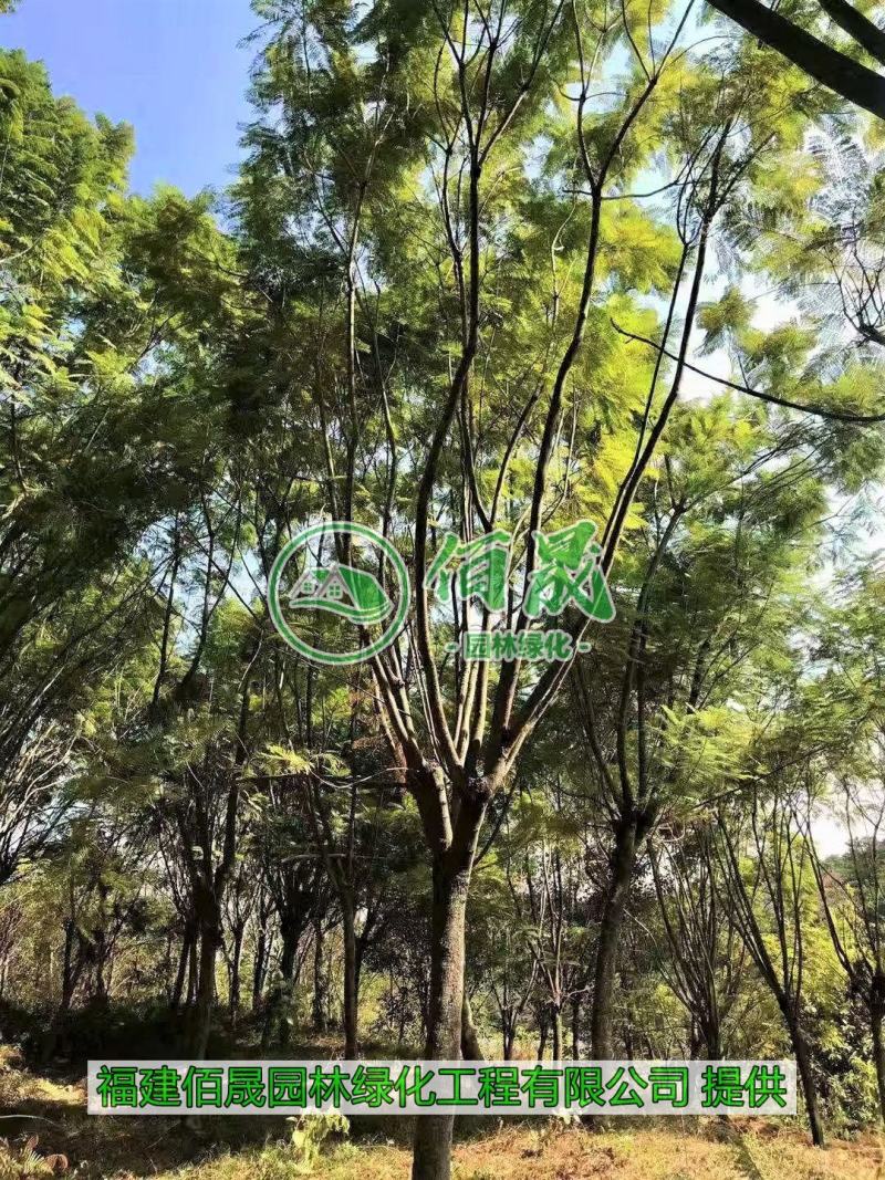 漳州蓝花楹批发价格、福建大量供应蓝花楹、蓝花楹种植基地