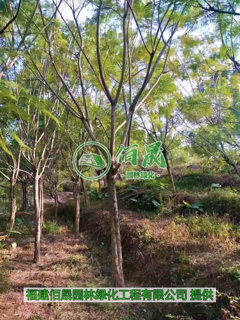漳州蓝花楹批发价格、福建大量供应蓝花楹、蓝花楹种植基地