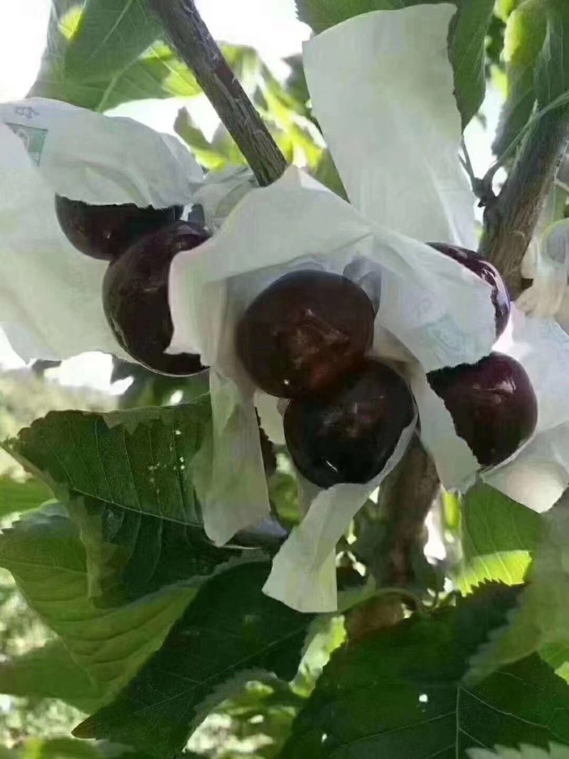 车厘子樱桃种植户