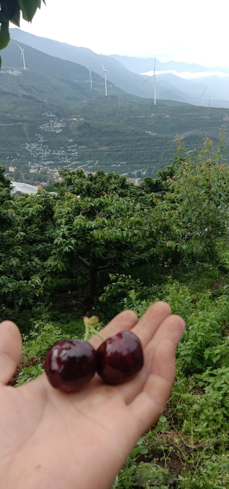 车厘子樱桃种植户