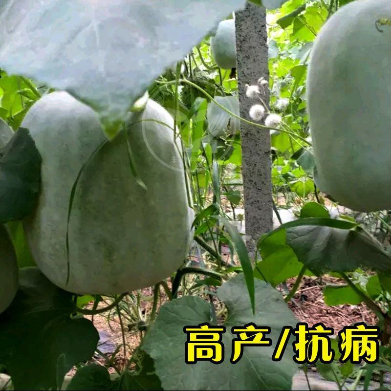 中农福得Q粉一号冬瓜种子籽早熟扁圆形粉皮冬瓜春播大田用