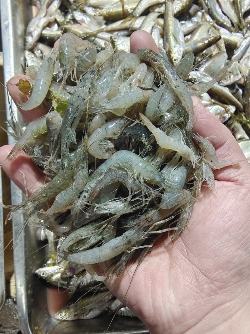 冰鲜青虾二到四公分，常年有货，欢迎老板下单咨询