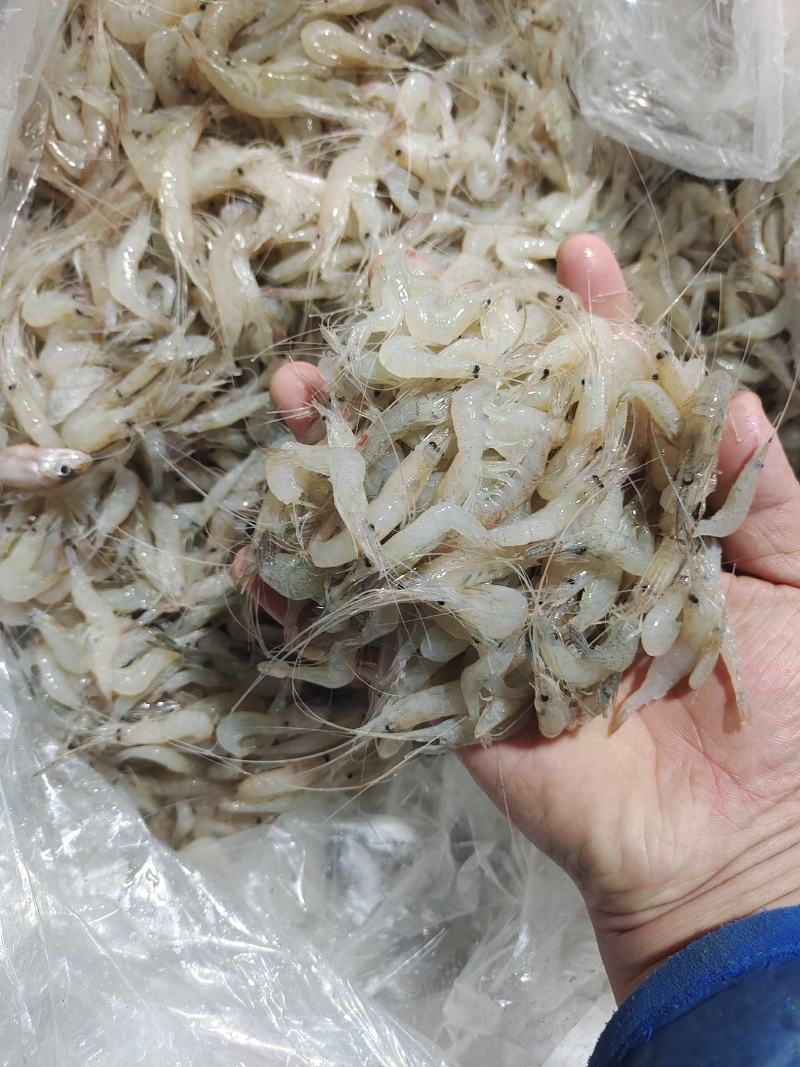 冰鲜青虾二到四公分，常年有货，欢迎老板下单咨询