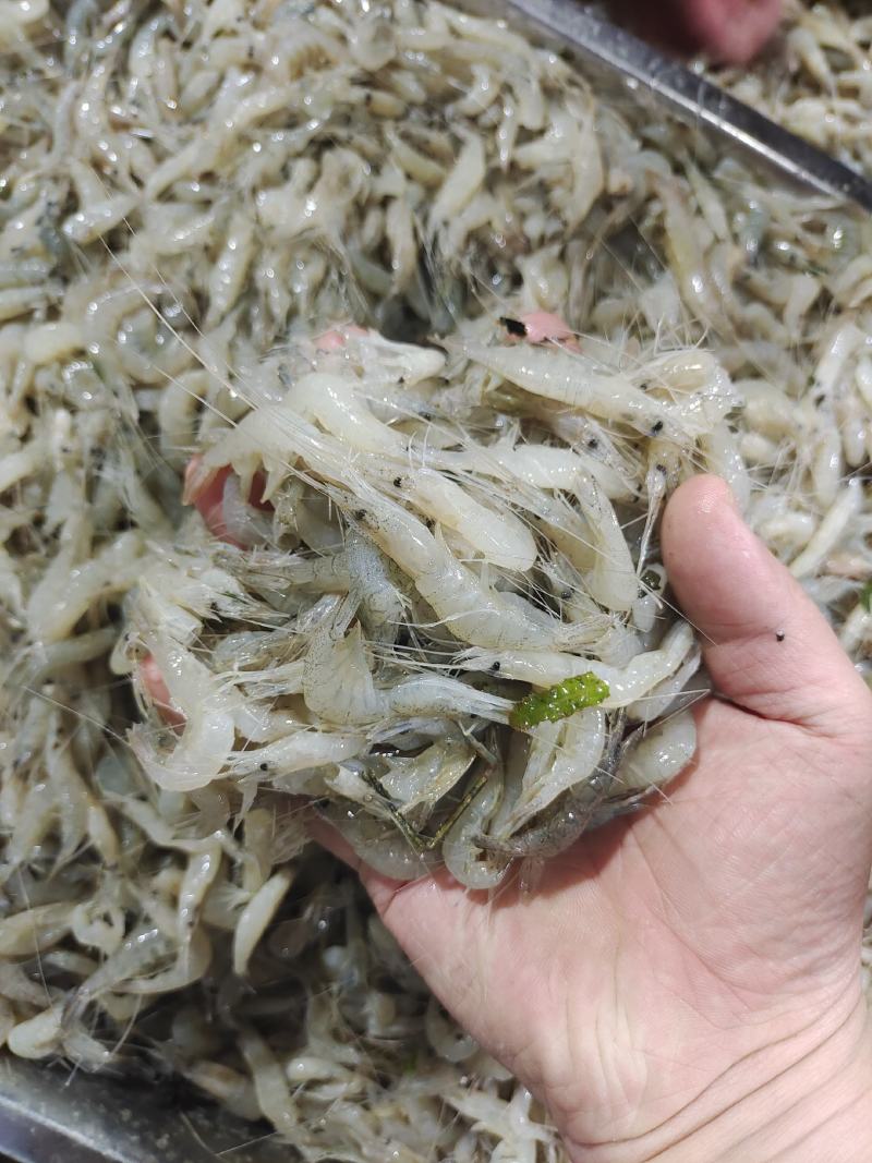 冰鲜青虾二到四公分，常年有货，欢迎老板下单咨询