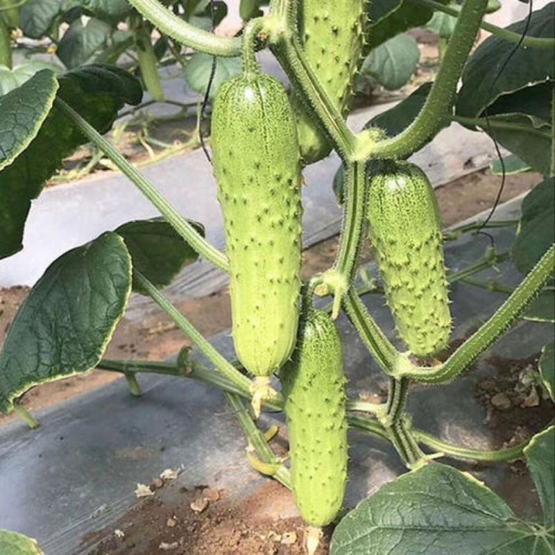 水果黄瓜种子乐多多脆嫩早熟短棒型特大高产春夏秋播优质黄瓜