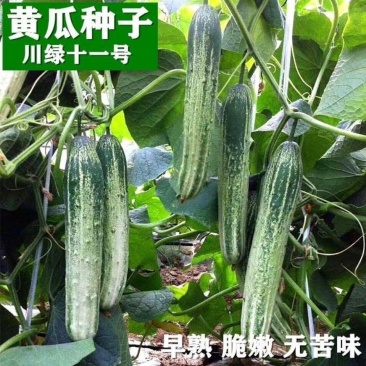 好特黄瓜种子川绿十一号黄瓜早熟无苦味高产适合春大棚露地栽