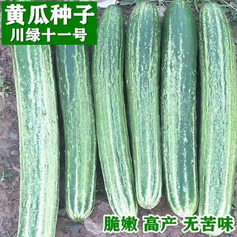 好特黄瓜种子川绿十一号黄瓜早熟无苦味高产适合春大棚露地栽