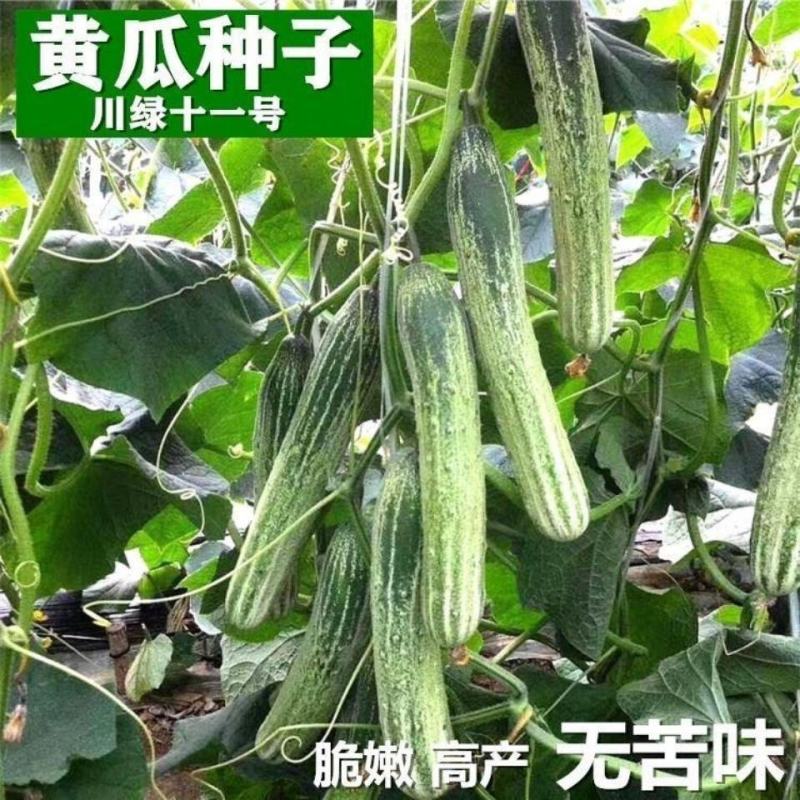 好特黄瓜种子川绿十一号黄瓜早熟无苦味高产适合春大棚露地栽