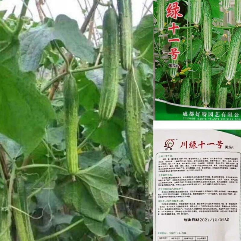 好特黄瓜种子川绿十一号黄瓜早熟无苦味高产适合春大棚露地栽