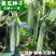 好特黄瓜种子川绿十一号黄瓜早熟无苦味高产适合春大棚露地栽