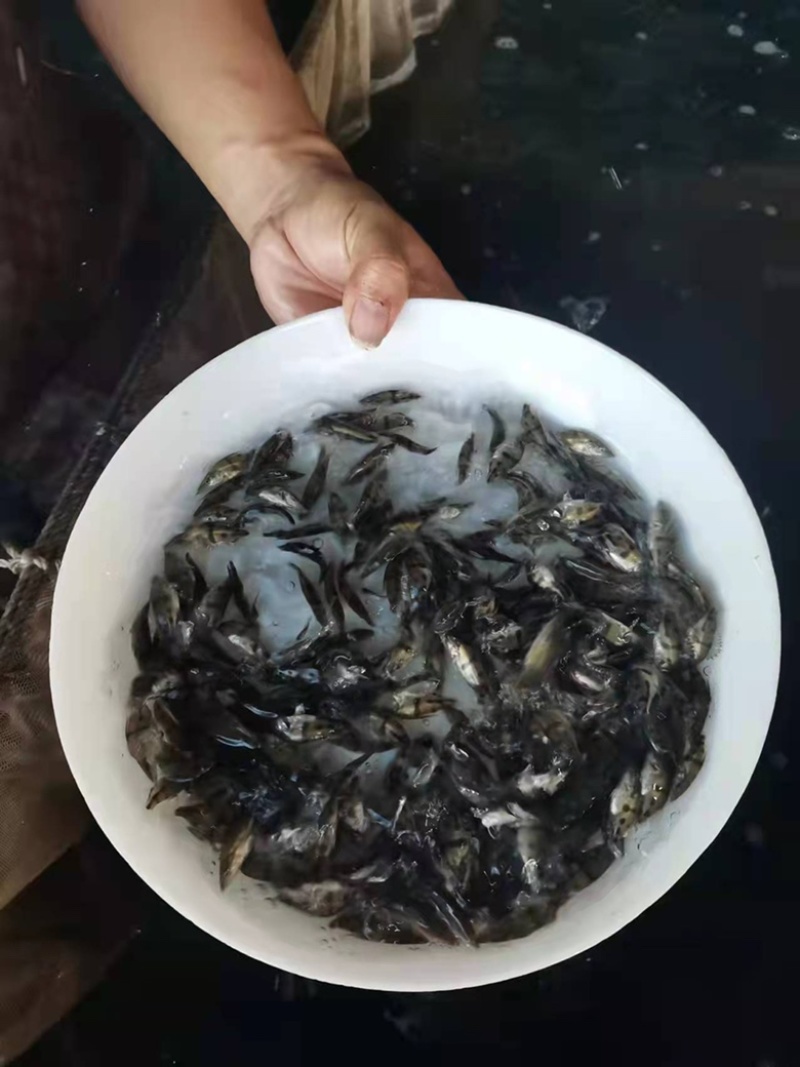 基地养殖鳜桂花鱼苗直销，生长速度快抗病能力强，支持全国发货
