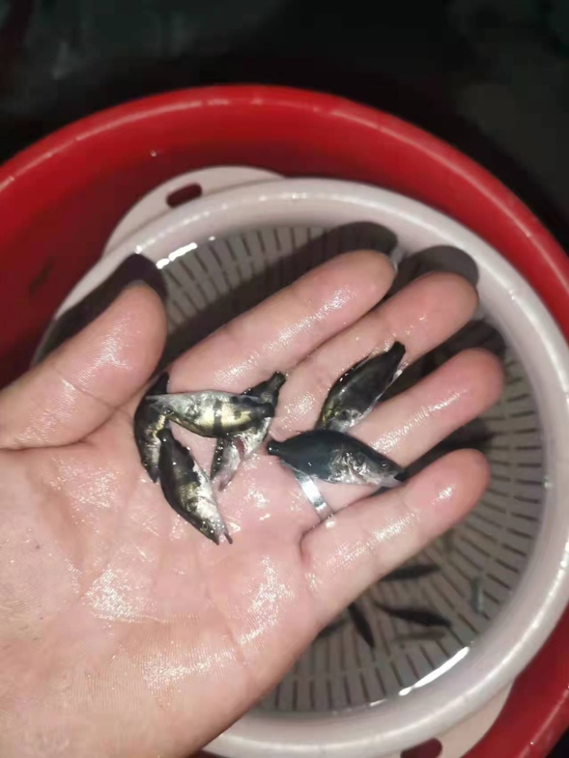 基地养殖鳜桂花鱼苗直销，生长速度快抗病能力强，支持全国发货