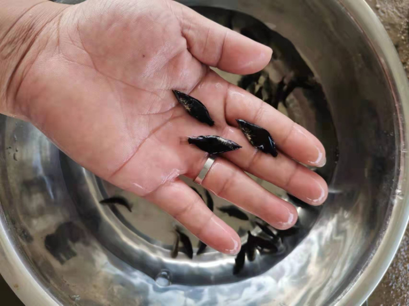基地养殖鳜桂花鱼苗直销，生长速度快抗病能力强，支持全国发货