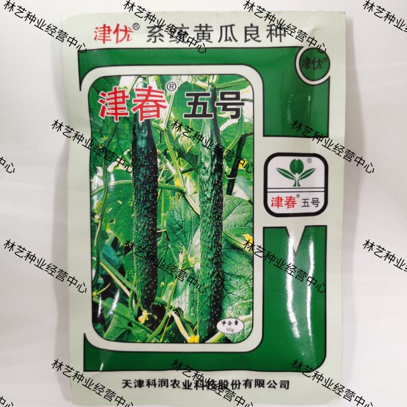 津春5号黄瓜种子油亮抗病黄瓜种子绿肉黄瓜种子蔬菜种子