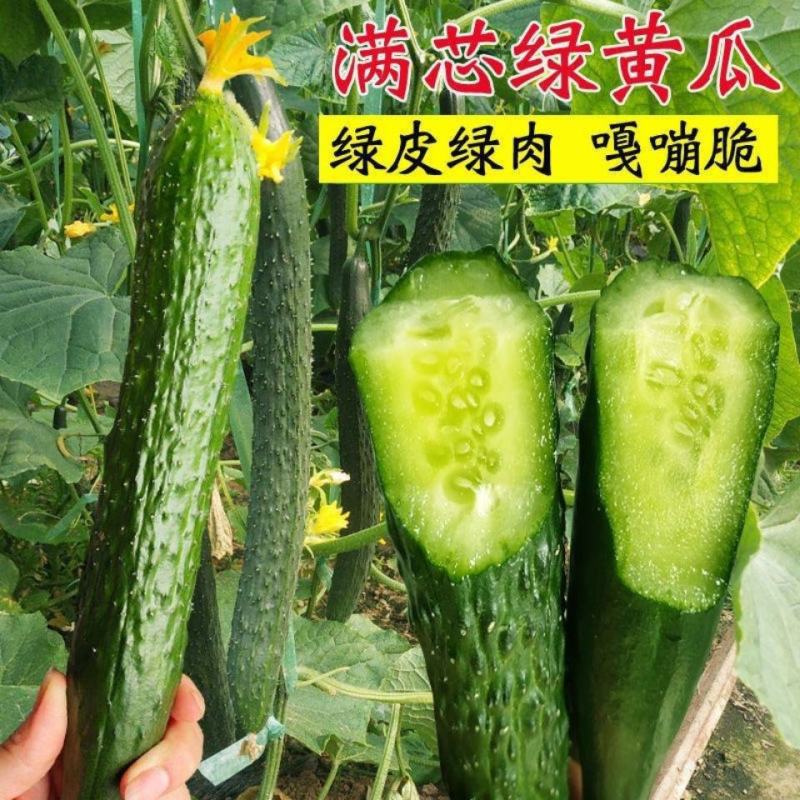 津春5号黄瓜种子油亮抗病黄瓜种子绿肉黄瓜种子蔬菜种子