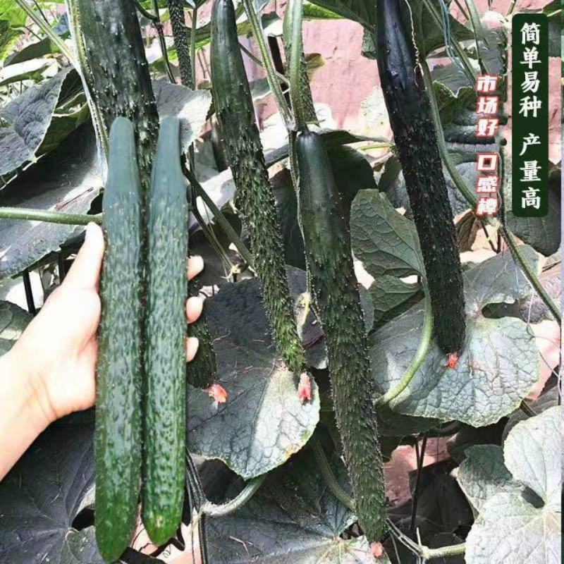 津春5号黄瓜种子油亮抗病黄瓜种子绿肉黄瓜种子蔬菜种子