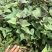 白哈密红薯苗、脱毒原种、白哈薯地瓜苗、白哈蜜、白蜜薯、