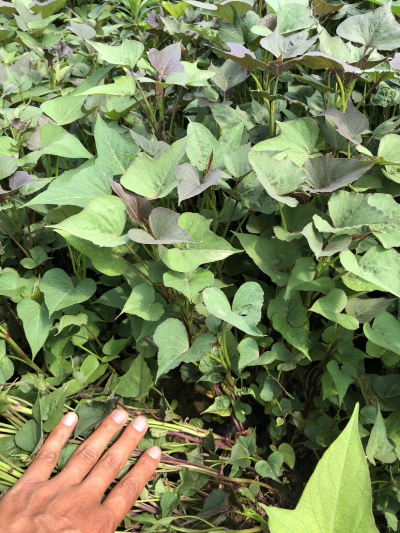 白哈密红薯苗、脱毒原种、白哈薯地瓜苗、白哈蜜、白蜜薯、