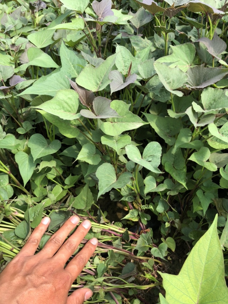 白哈密红薯苗、脱毒原种、白哈薯地瓜苗、白哈蜜、白蜜薯、