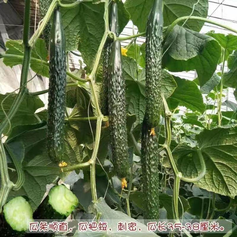 津优409黄瓜种子籽四季播种蔬菜种子条瓜顺直春秋种植蔬菜
