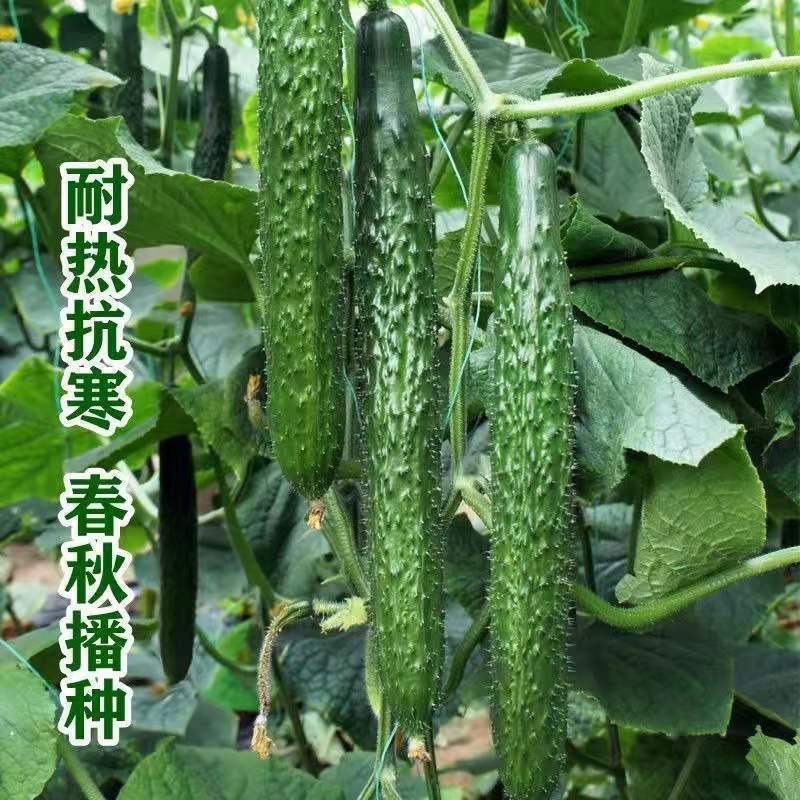 津优409黄瓜种子籽四季播种蔬菜种子条瓜顺直春秋种植蔬菜
