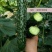 津优409黄瓜种子籽四季播种蔬菜种子条瓜顺直春秋种植蔬菜