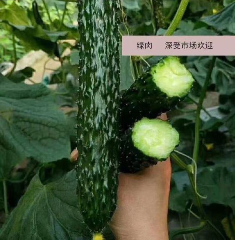 津优409黄瓜种子籽四季播种蔬菜种子条瓜顺直春秋种植蔬菜