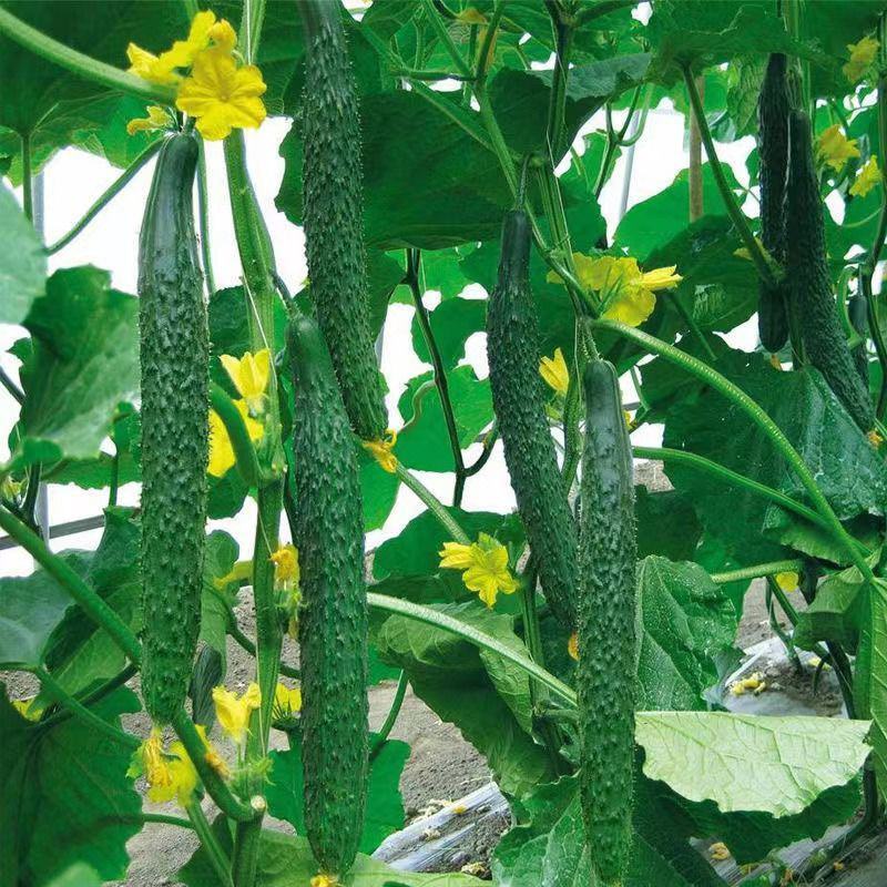 津优409黄瓜种子籽四季播种蔬菜种子条瓜顺直春秋种植蔬菜