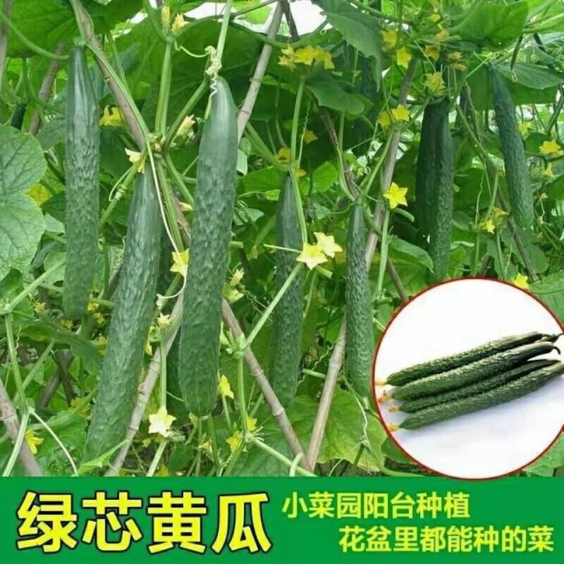 津优409黄瓜种子籽四季播种蔬菜种子条瓜顺直春秋种植蔬菜
